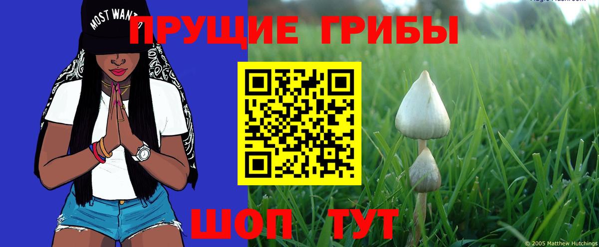 Канабис Курчалой