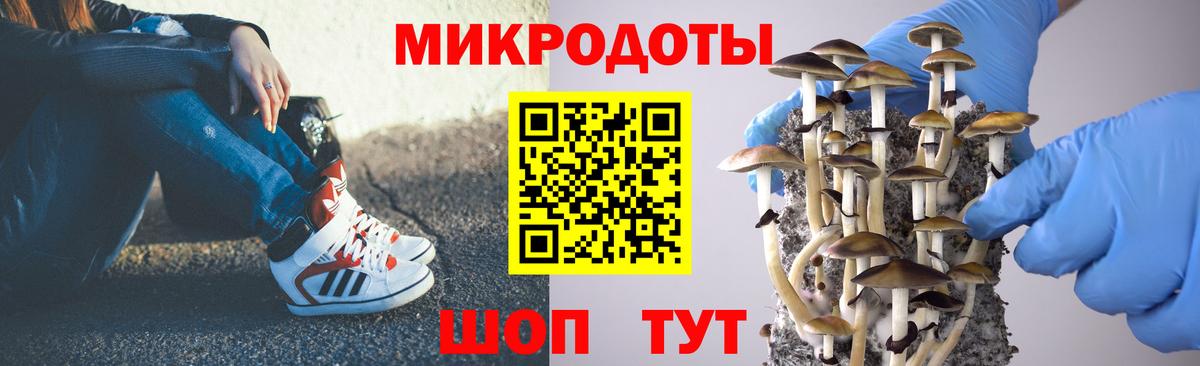 Галлюциногенные грибы Psilocybe Курчалой